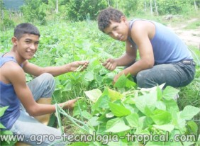 Trabajadores Rosendri y jesús trabajan  cosechando  vainitas en un cultivo de vainitas